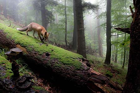 Tierfotografie Wildlife Naturfoto Fuchs