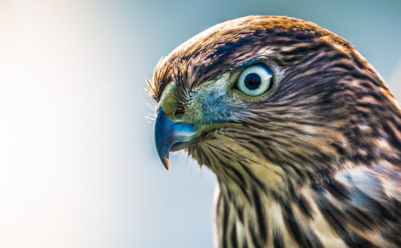 Falke Niederrhein Tierfotografie Naturschutz